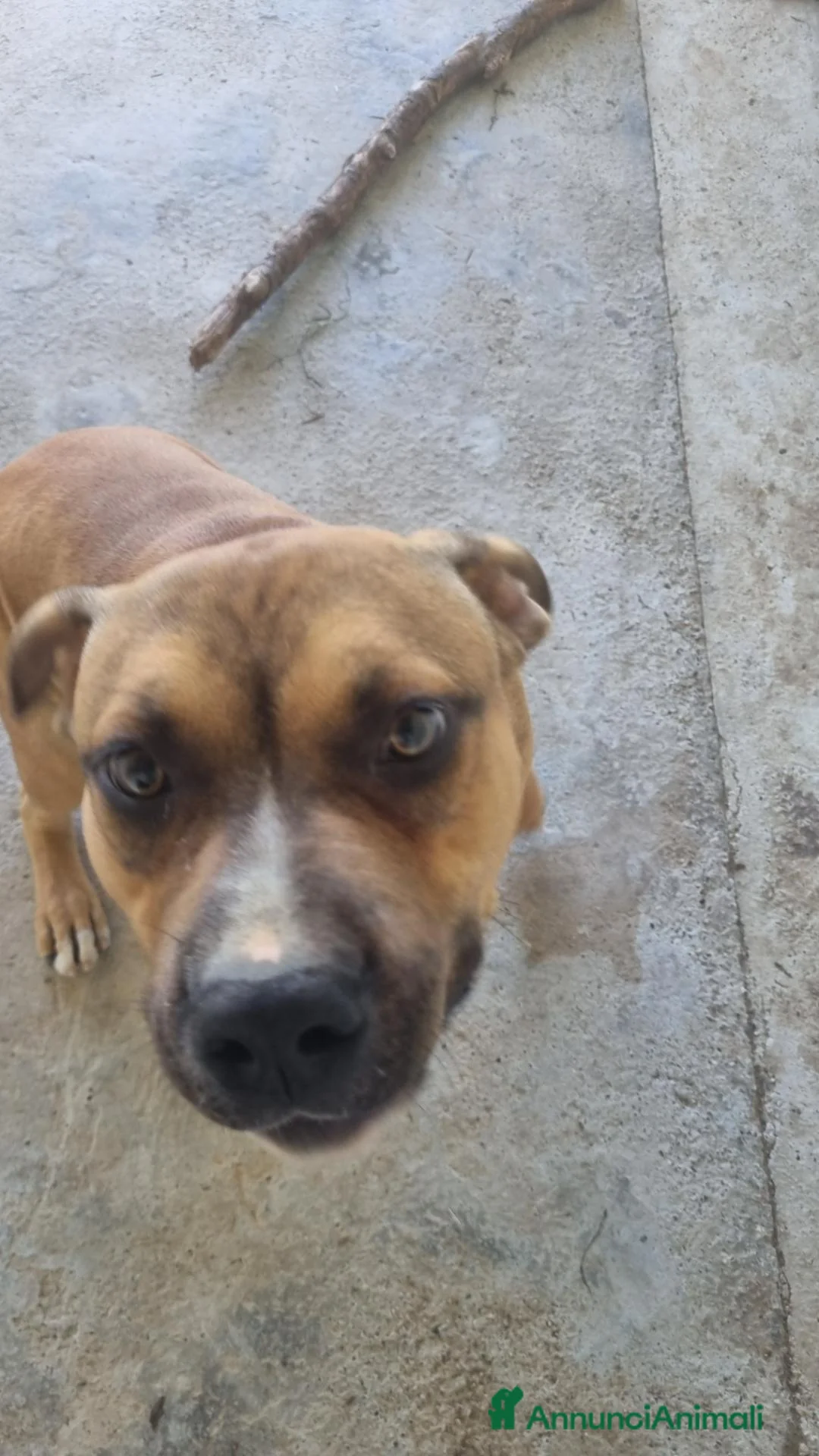 Pitbull cani in regalo: american pitbull terrier ukc - Annuncio 2