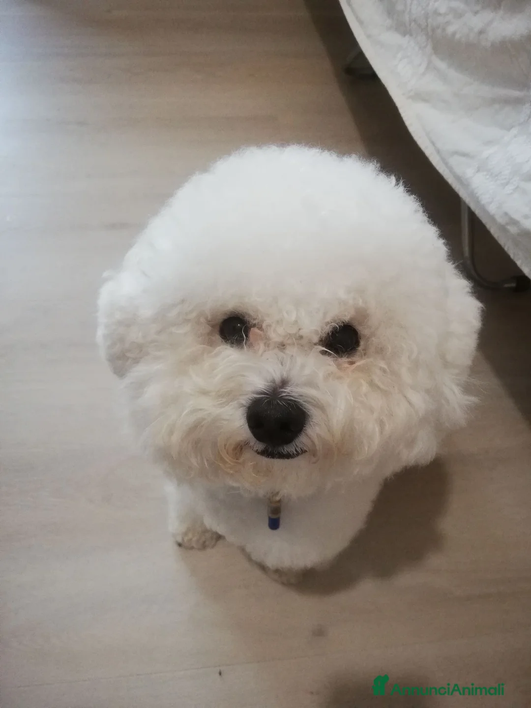 Bichon cani per accoppiamento: BICHON A POIL FRISE' PER ACCOPPIAMENTO - Annuncio 2