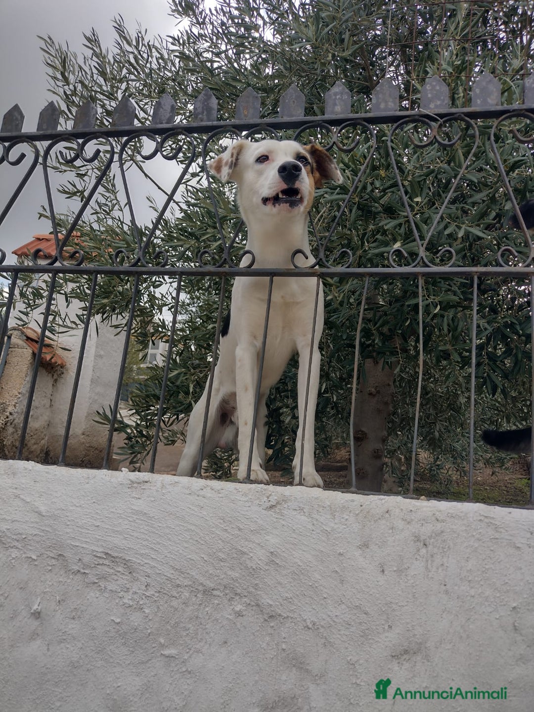 Meticcio cani in regalo: Ciao a tutti da Robin (Catania) - Annuncio 3