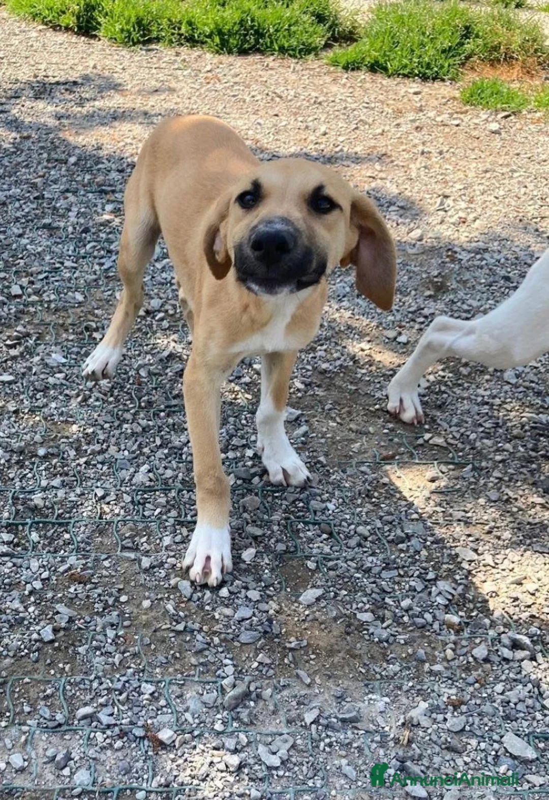 Meticcio cani in regalo: Frank dolcissimo cucciolo caffellatte a Lecco - Annuncio 2