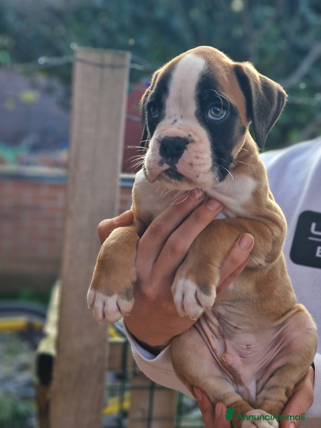 Boxer cani in vendita: Cucciolo di boxer con pedigree - Annuncio 3