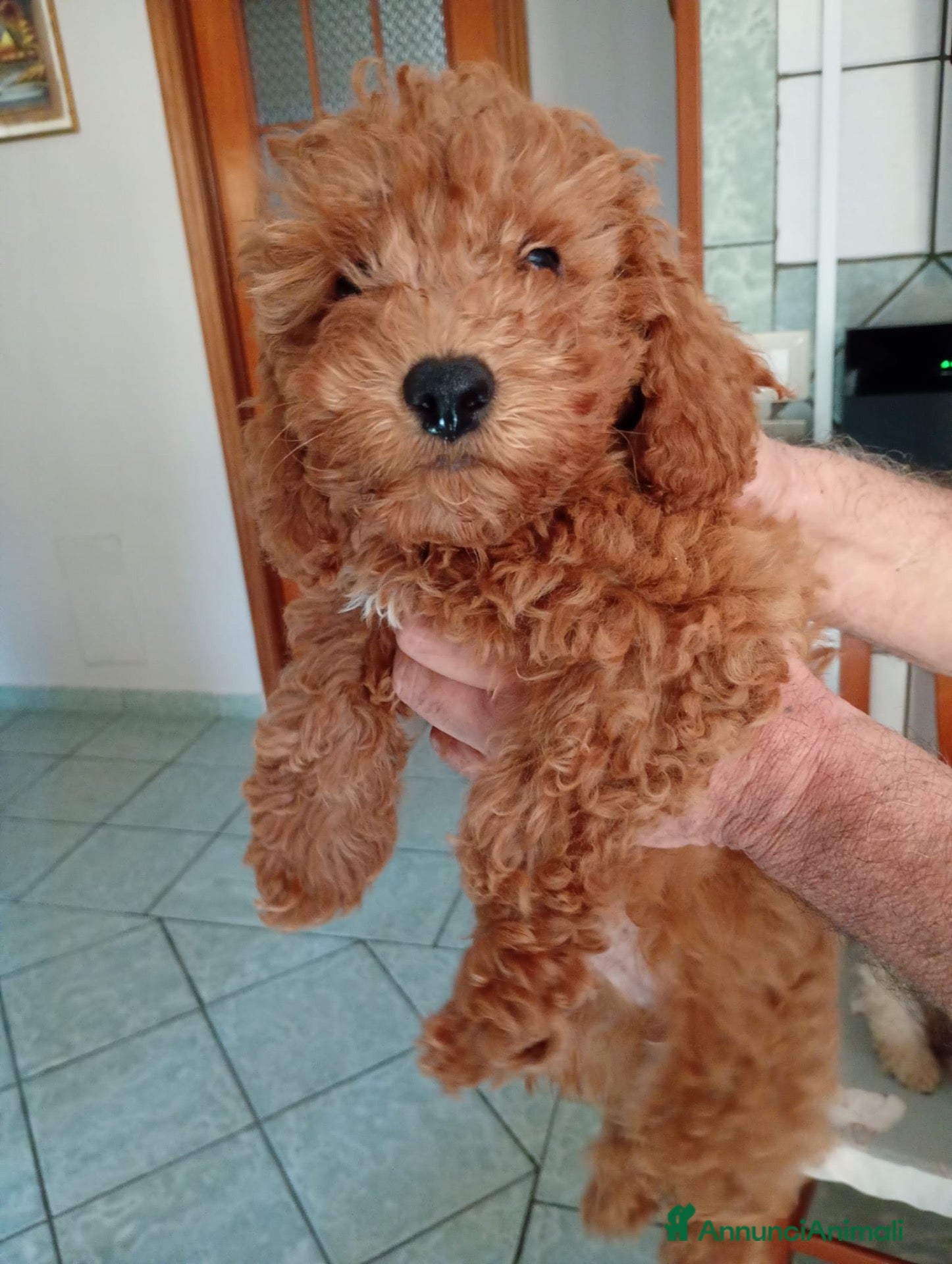 Barboncino Toy cani Cucciolo di Barboncino Maschio - Annuncio 2