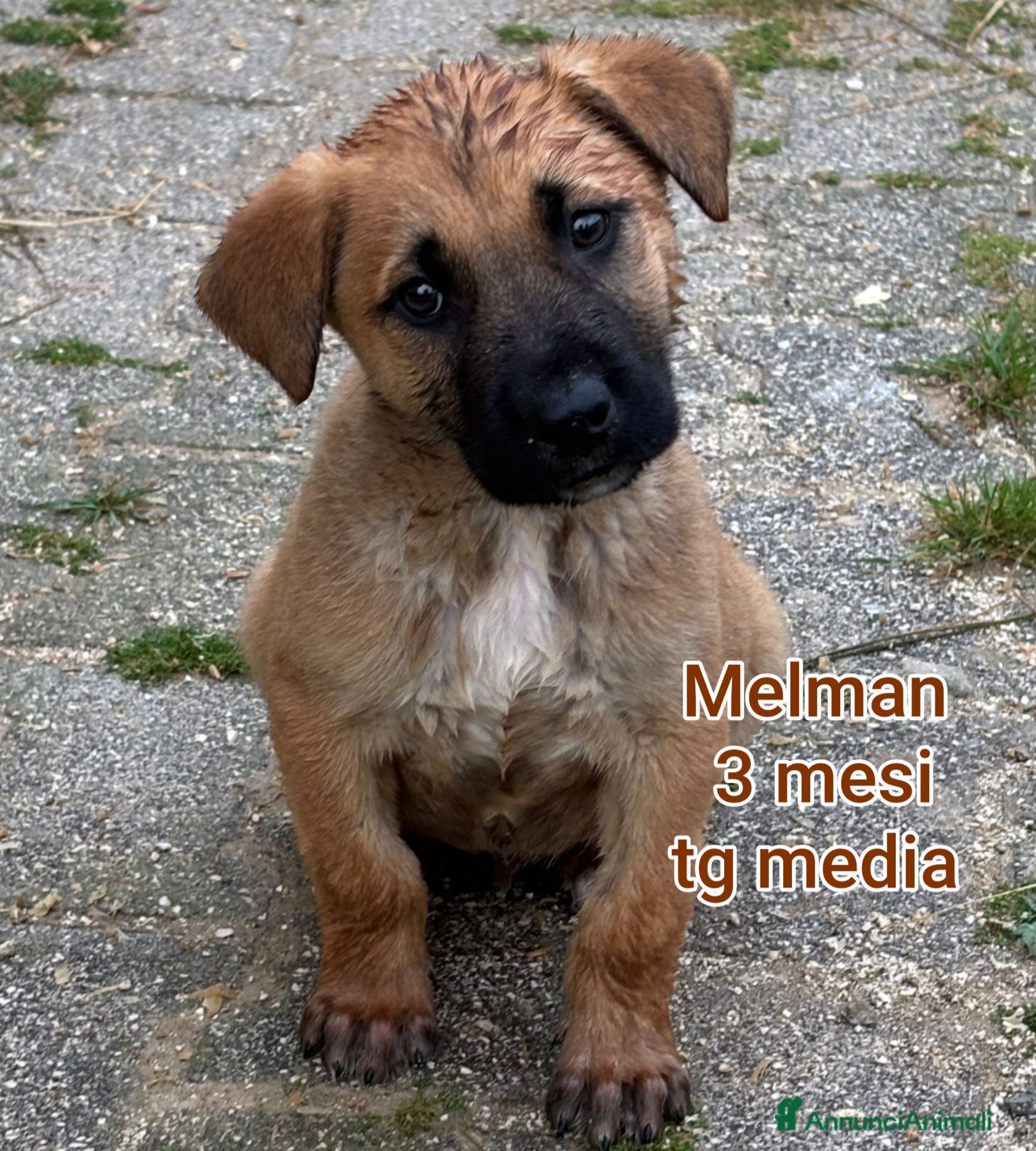 Meticcio cani CUCCIOLI ABBANDONATI: EMERGENZA  - Annuncio 1