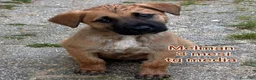 Meticcio cani in regalo: CUCCIOLI ABBANDONATI: EMERGENZA  a Città metropolitana di Milano - Annuncio 1