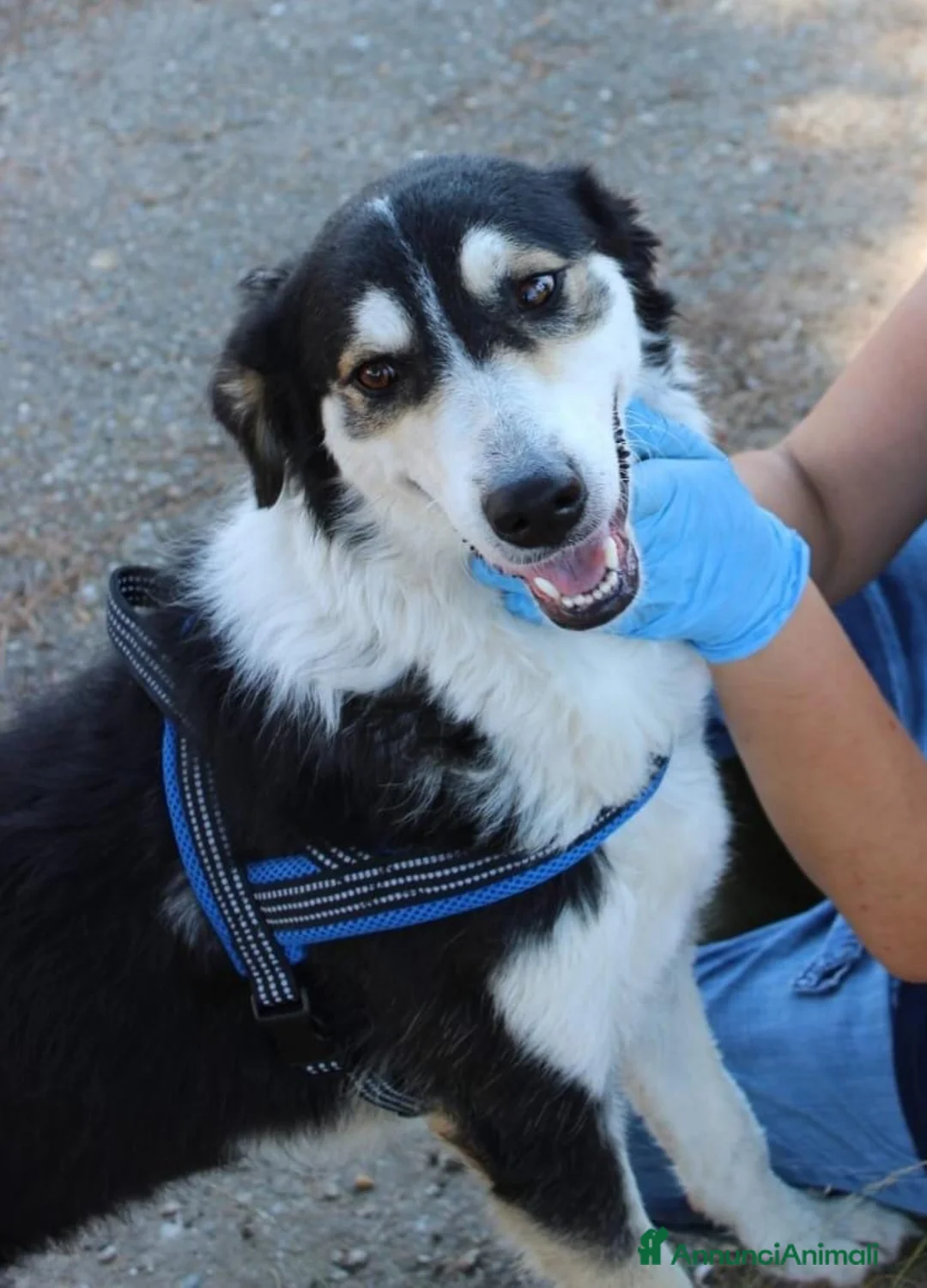 Meticcio cani in regalo: BRETZEL 🩷 ALLEGRA, DOLCE E ANCORA SENZA CASA a Provincia di Cremona - Annuncio 4