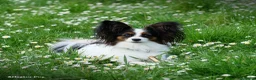 Papillon cani in vendita: Femmina di Papillon - Annuncio 3