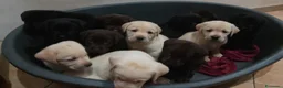 Labrador cani in vendita: Cuccioli labrador  - Annuncio 14