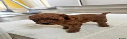 Barboncino Toy cani in vendita: Barboncini Toy di linea asiatica disponibili - Annuncio 9