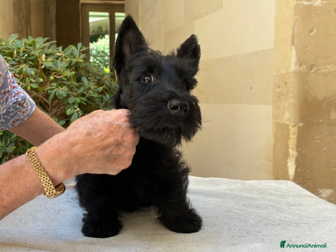 Scottish Terrier cani in vendita: Scottish terrier - Annuncio 2