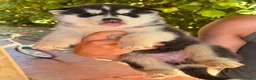 Husky cani in vendita: Siberian husky  - Annuncio 13