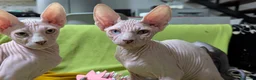 Sphynx gatti in vendita: 3 Gattini  Canadian Sphynx con PEDIGREE - Annuncio 10