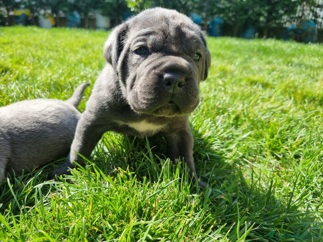 Cane Corso cani in vendita: Cuccioli di cane corso alta genealogia  a Provincia di Verona - Immagine 8