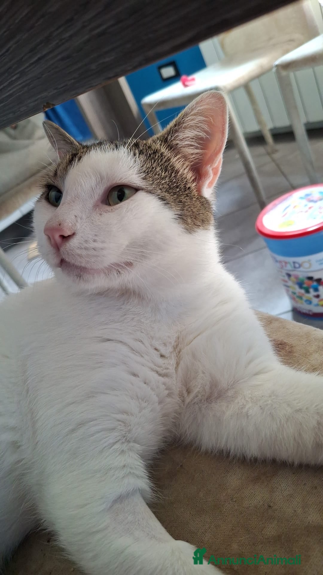 Europeo gatti in regalo: Teo gatto tipo soriano - Annuncio 5