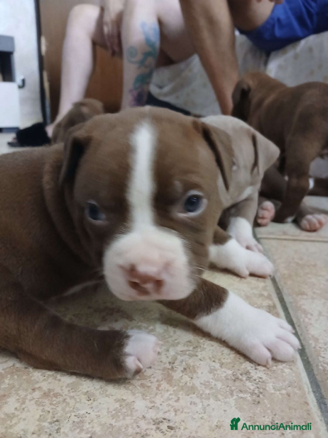 Pitbull cani in vendita: PITBULL a Città Metropolitana di Torino - Immagine 3