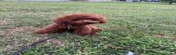 Barboncino Toy cani in vendita: Barboncini toy  - Annuncio 5