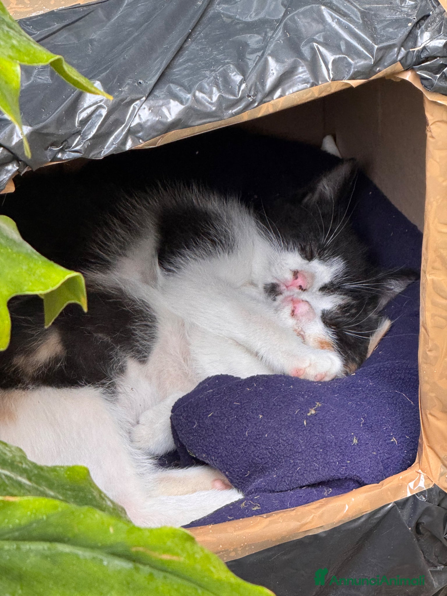 Meticcio gatti Cercasi casa per cuccioli  - Annuncio 9