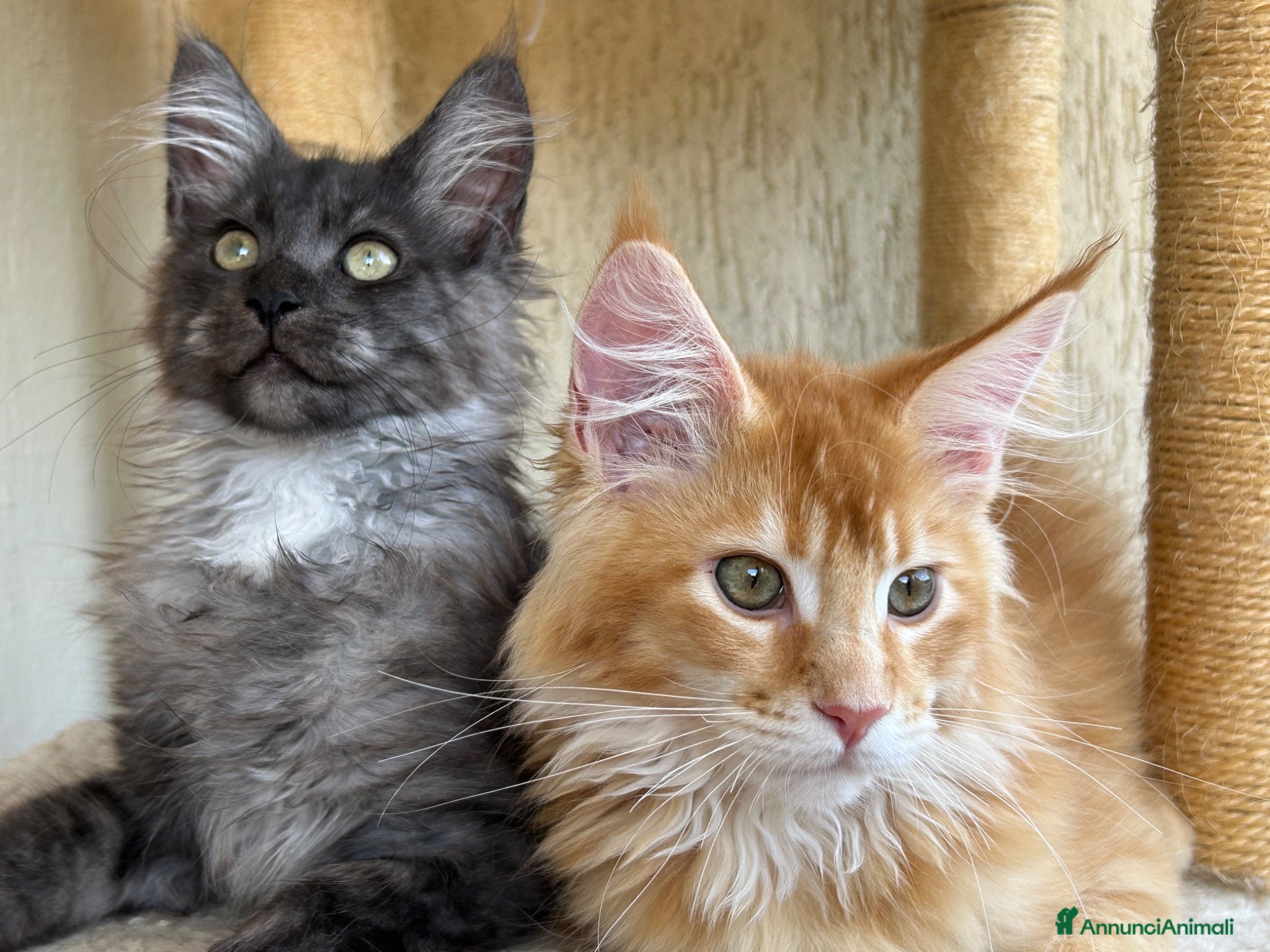 Maine Coon gatti Maine Coon  - Annuncio 5