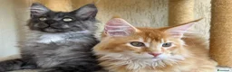 Maine Coon gatti in vendita: Maine Coon  - Annuncio 1
