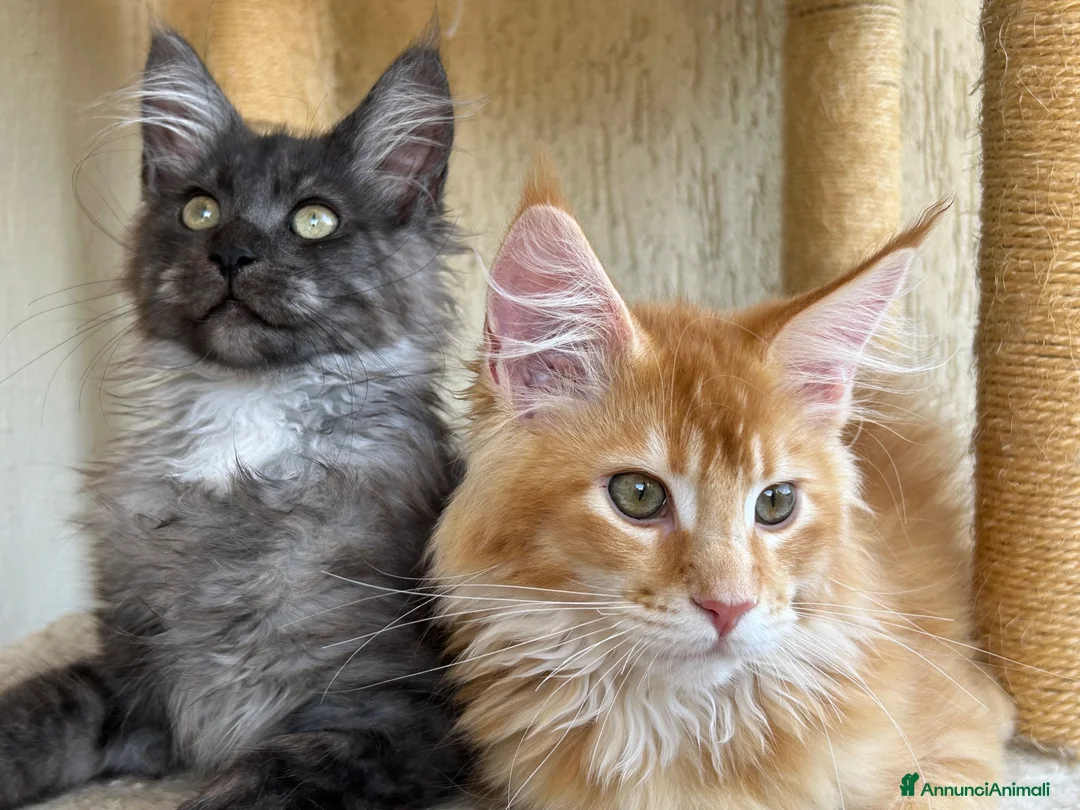 Maine Coon gatti in vendita: Maine Coon  - Annuncio 1