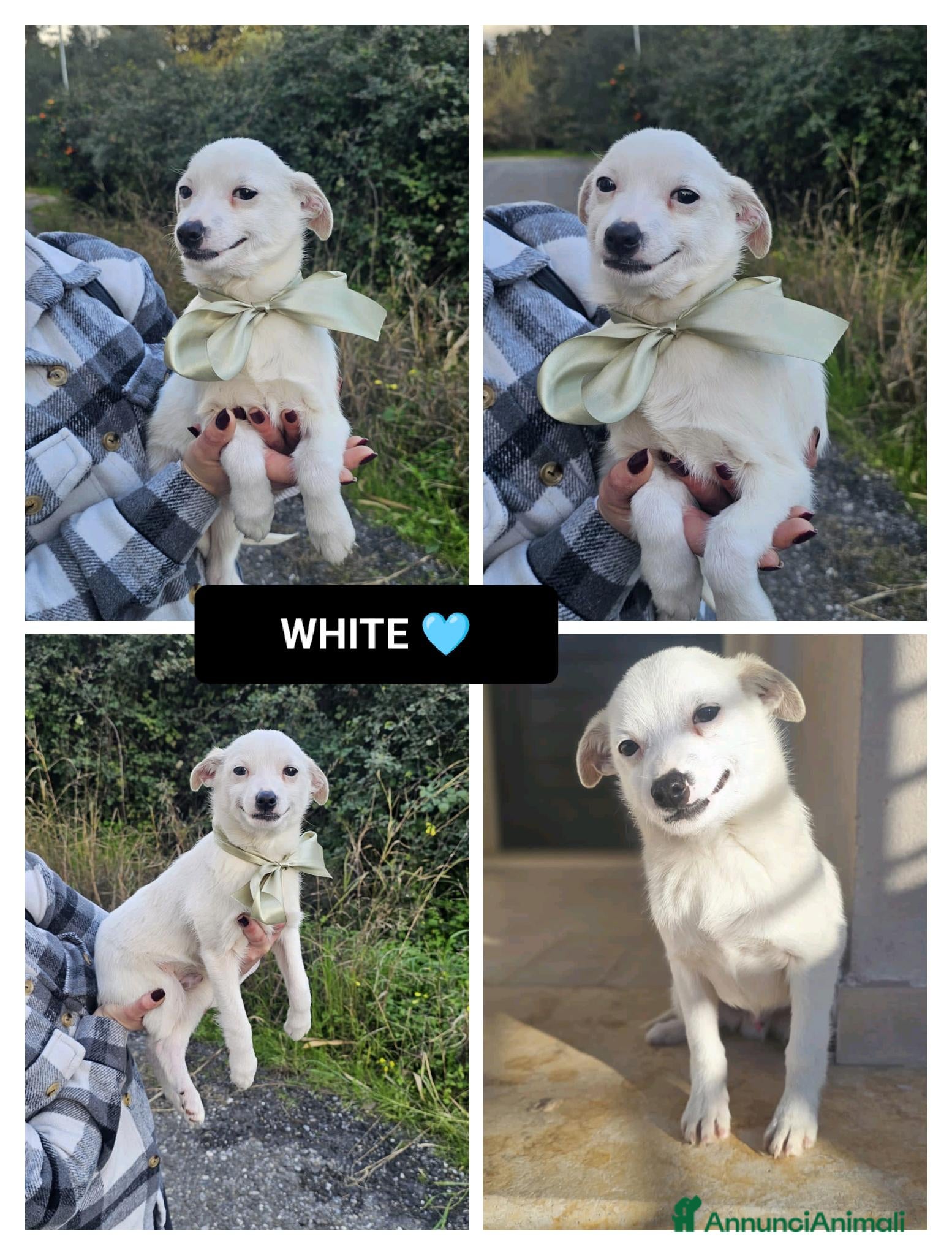 Altre razze cani WHITE - Annuncio 7
