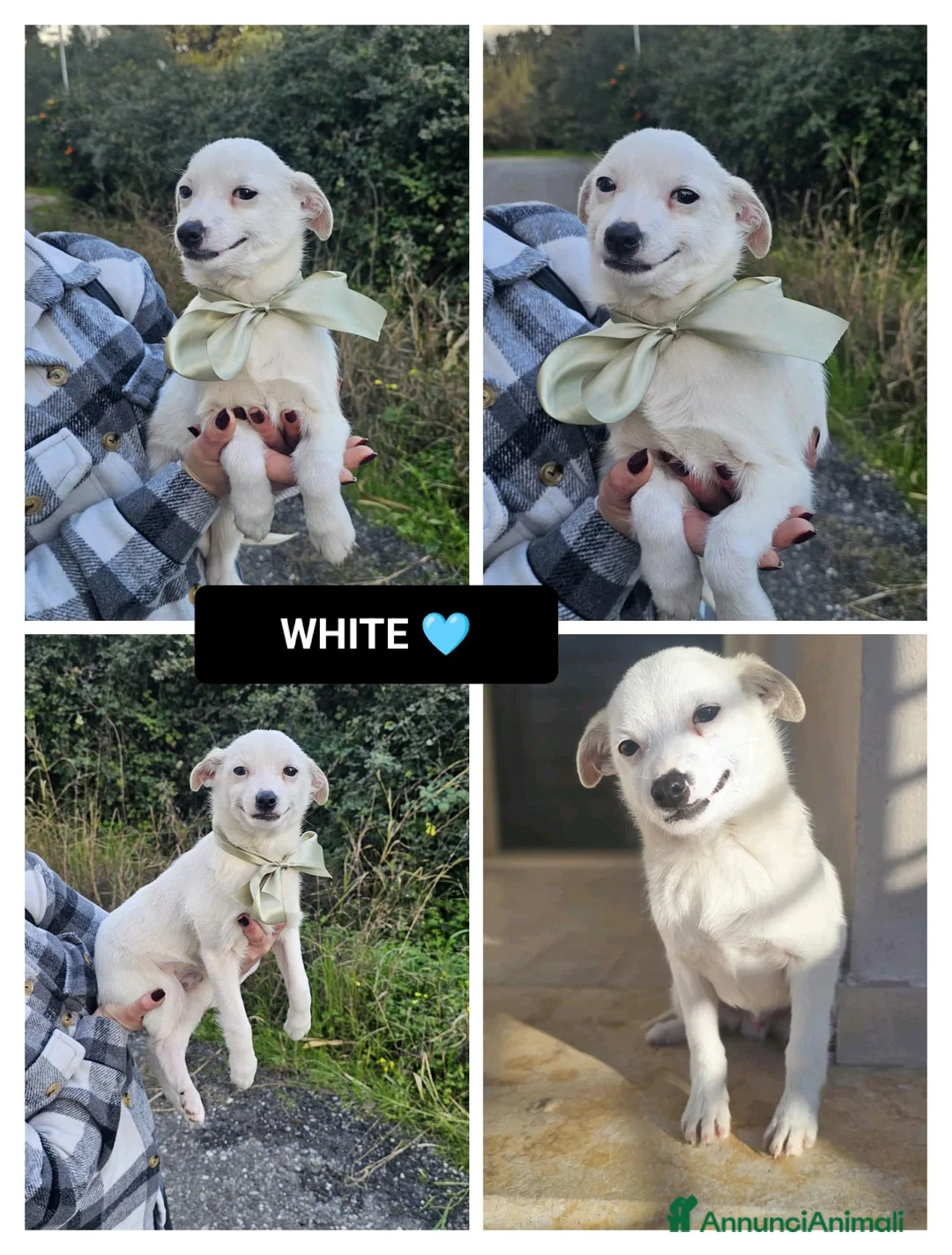 Altre razze cani in regalo: WHITE - Annuncio 1