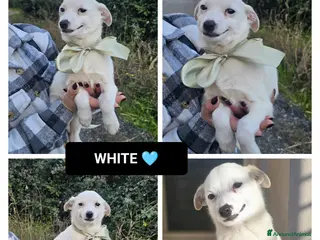 Altre razze cani WHITE - Annuncio 7