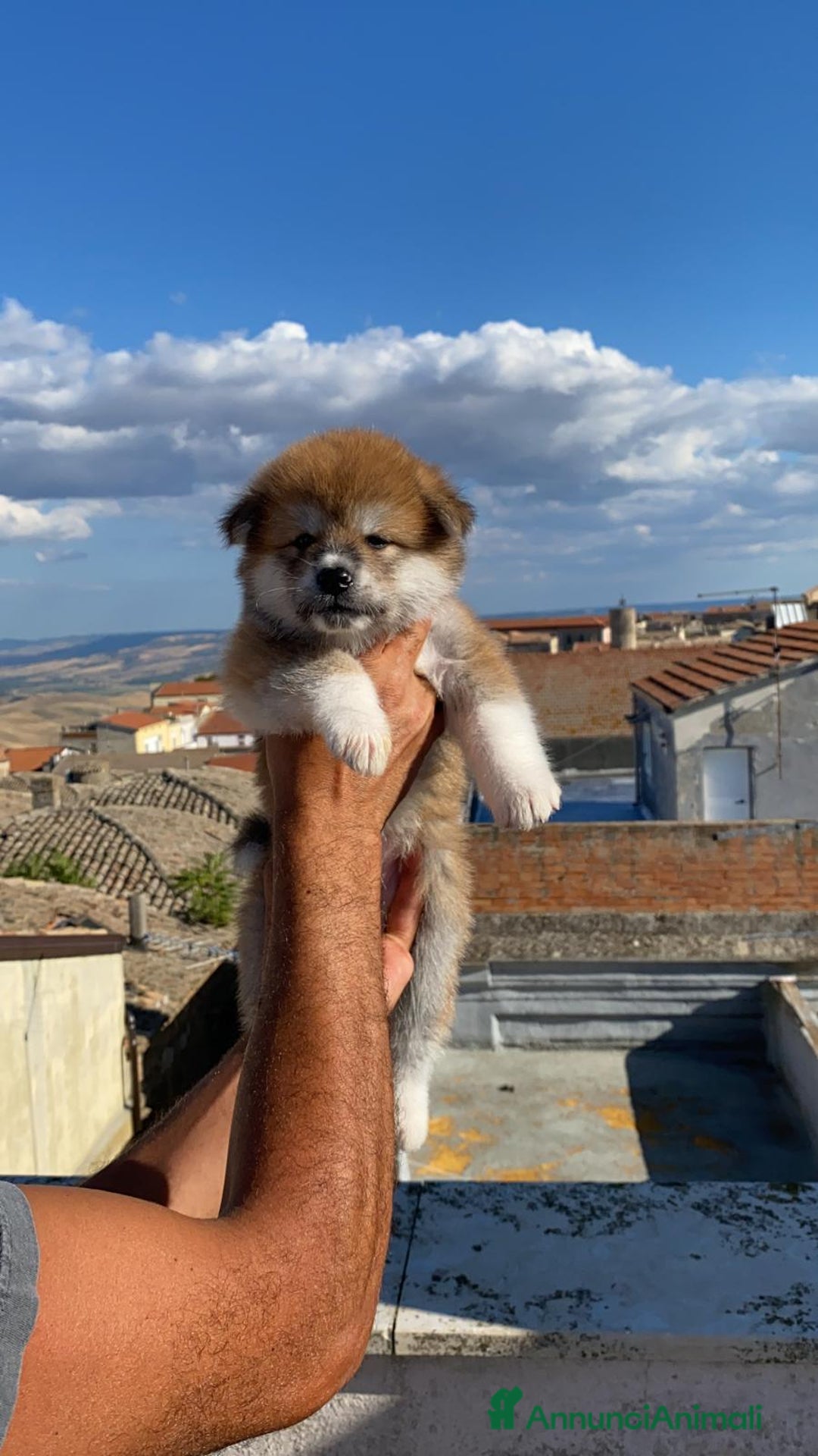 Akita Inu cani in vendita: Splendidi cuccioli di akita inu in prontaconsegna  a Provincia di Matera - Immagine 4