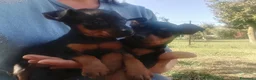 Pinscher Miniatura cani in vendita: Pinscher Nano Femmine - Annuncio 4