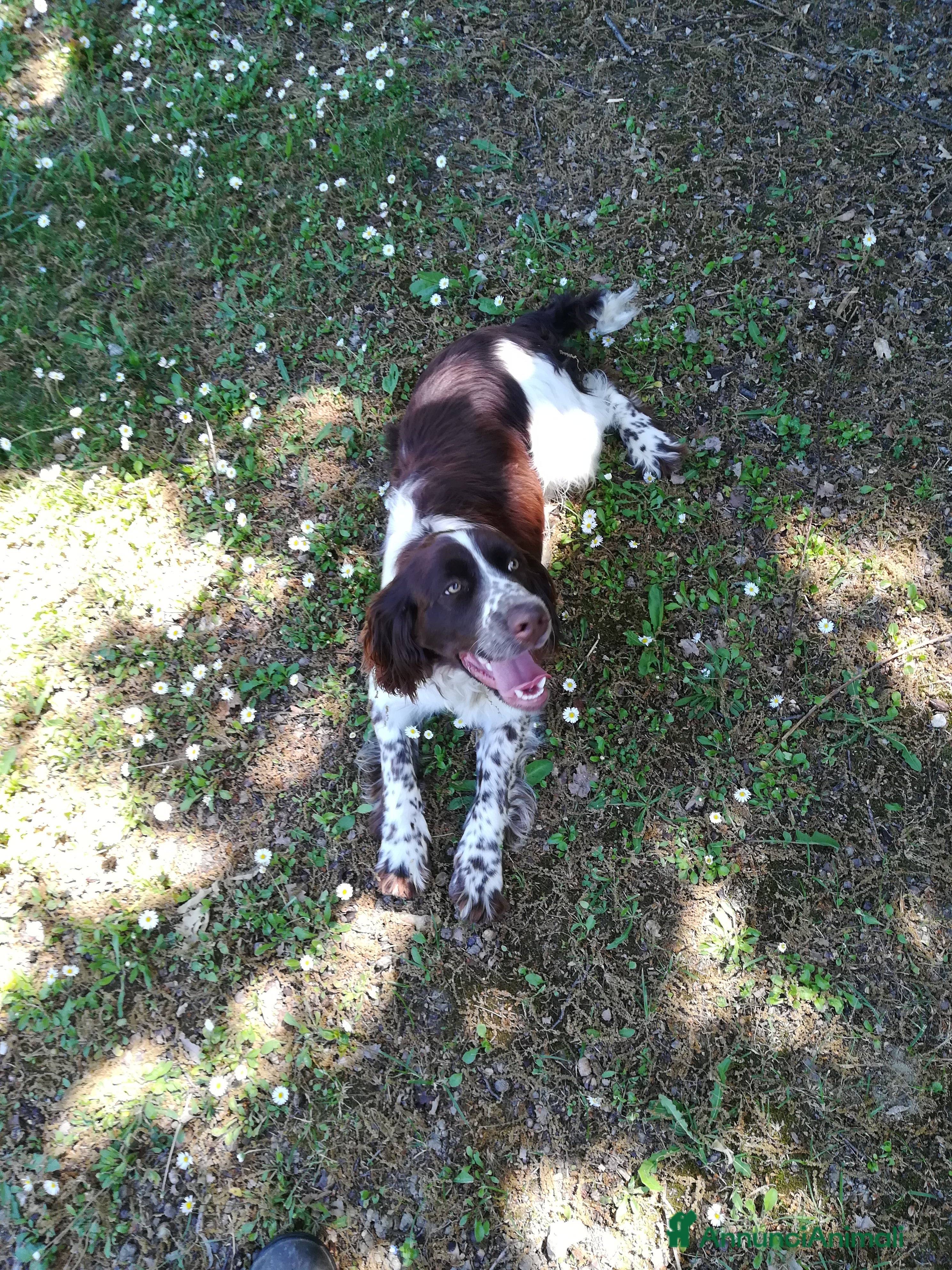 Springer Spaniel Inglese cani SPRINGER SPANIEL PER MONTA - Annuncio 2