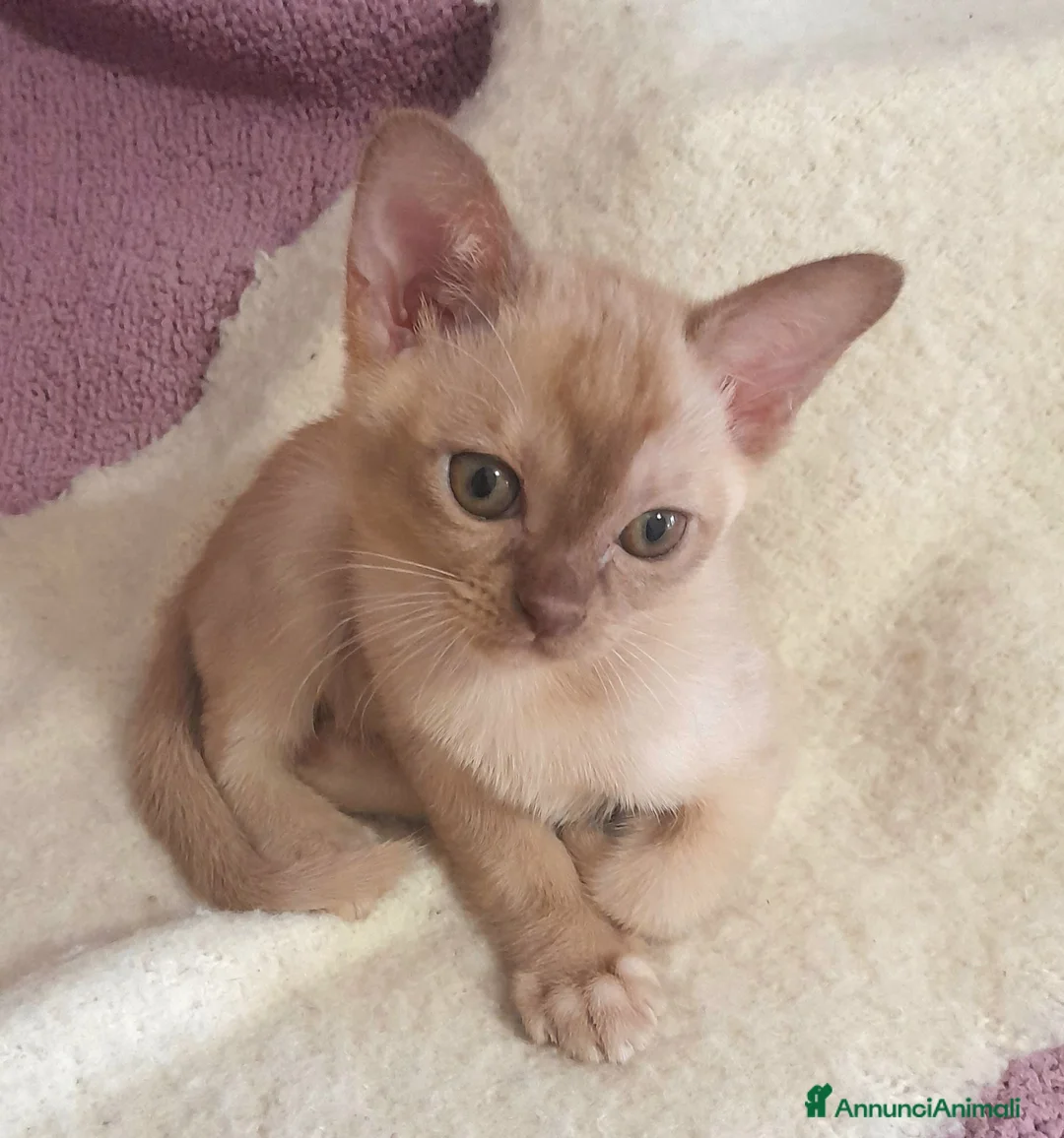 Burmese gatti in vendita: Gattini burmesi color cioccolato e lilla - Annuncio 2