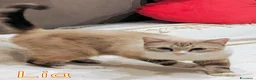 Europeo gatti in regalo: LIA GATTINA DAGLI OCCHI AZZURRI - Annuncio 2