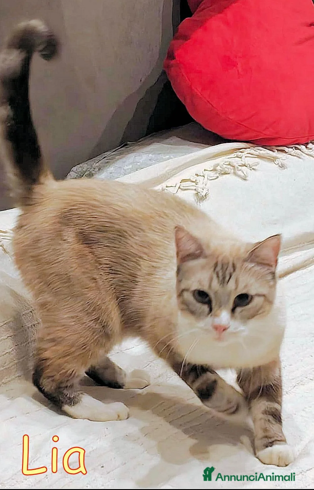 Europeo gatti in regalo: LIA GATTINA DAGLI OCCHI AZZURRI - Annuncio 2