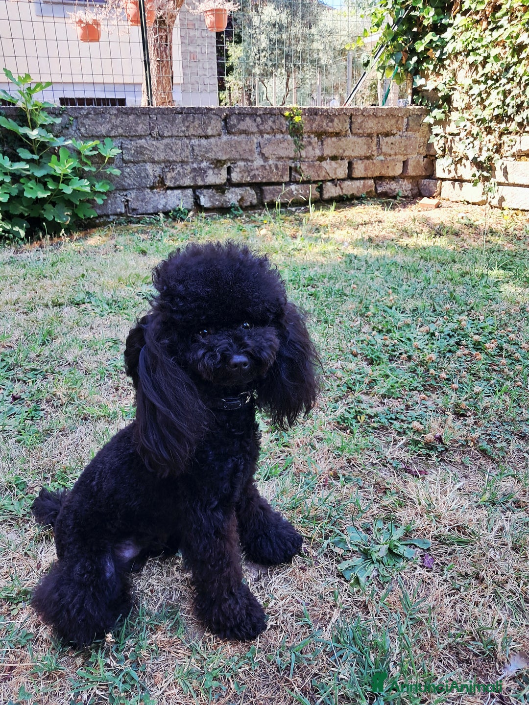 Barboncino Toy cani per accoppiamento: Riproduttore  - Annuncio 1