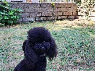 Barboncino Toy cani Riproduttore - Annuncio 19