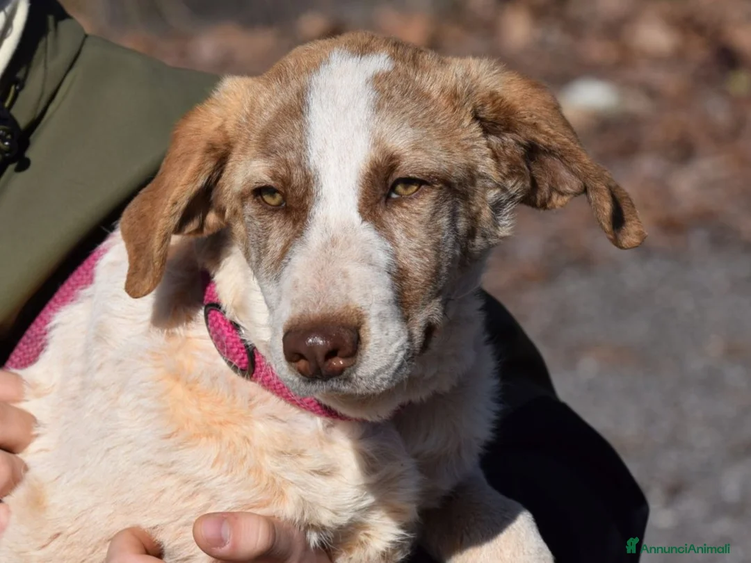 Altre razze cani in regalo: RAFFa E REGINa - Annuncio 5