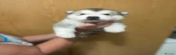 Alaskan Malamute cani in vendita: cucciolata di Alaskan Malamute - Annuncio 9