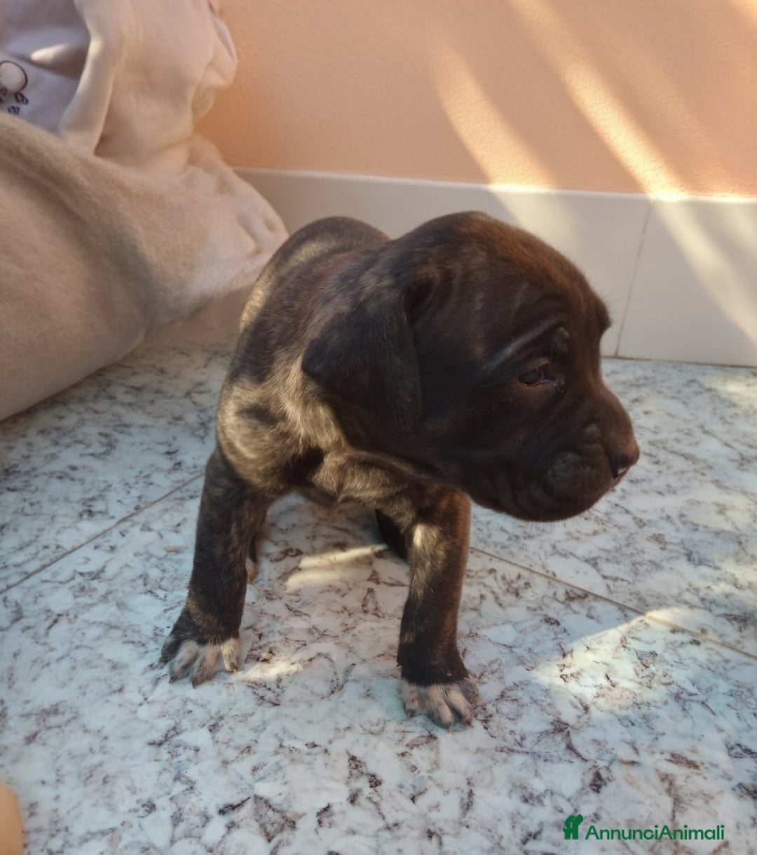 Cane Corso cani in vendita: ​Cane Corso Cuccioli,Pronti per la prenotazione. - Annuncio 6