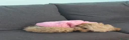 Barboncino Toy cani in vendita: Baroncini toy  - Annuncio 11
