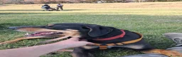 Meticcio cani in regalo: Skylar, una splendida mix segugio - Annuncio 3