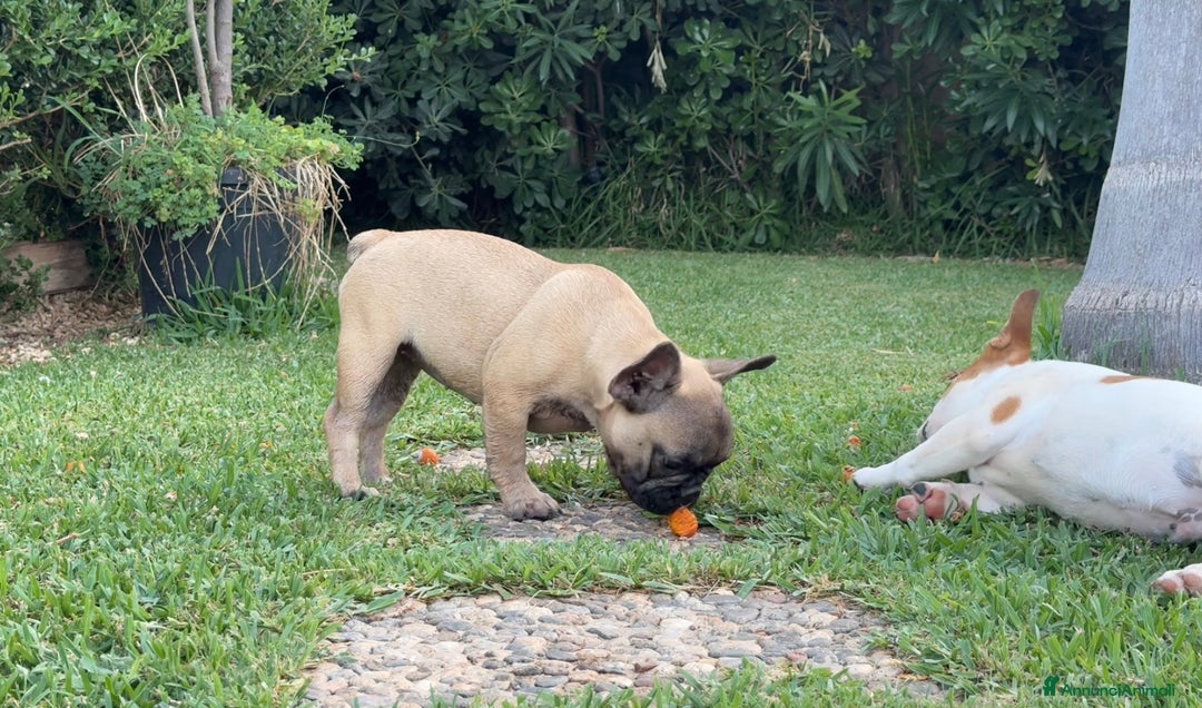 Bulldog Francese cani in vendita: Bulldog francese femmina fulva a Città metropolitana di Milano - Immagine 8