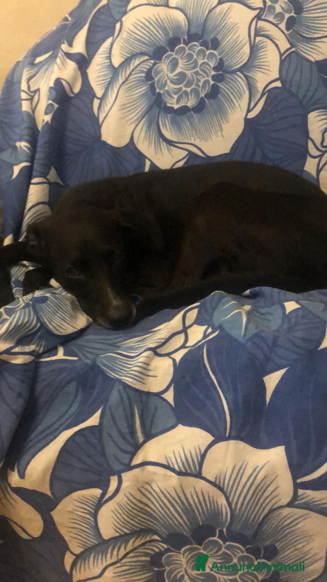 Meticcio cani in regalo: Adozione - Annuncio 2