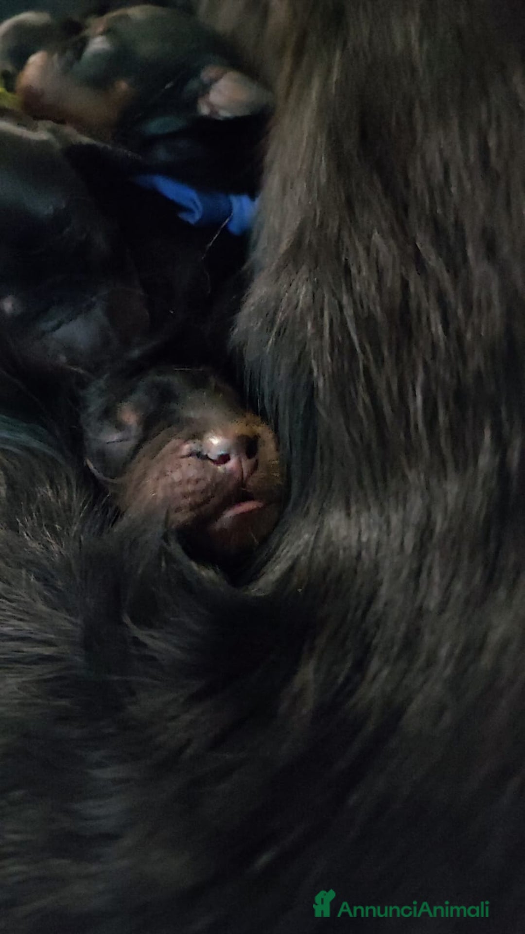 Setter Gordon cani in vendita: Cuccioli di Setter Gordon - Annuncio 7