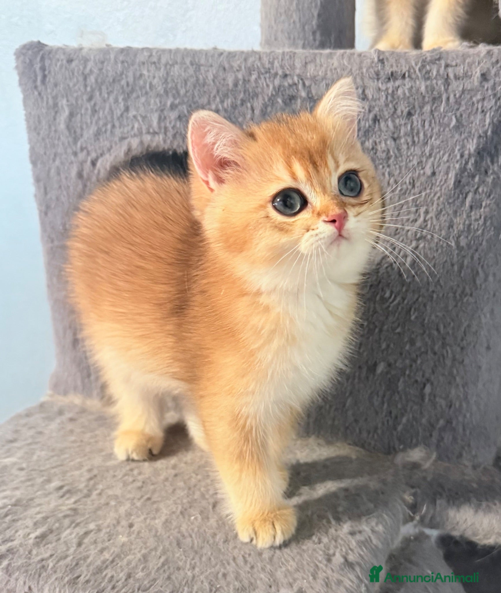 British gatti British Golden  - Annuncio 14