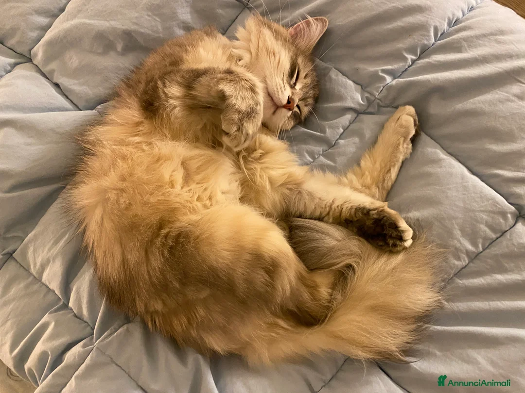 Immagine della galleria {{count}}