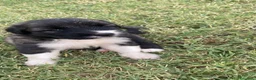 Pastore del Caucaso cani in vendita: Cuccioli di pastore del caucaso  - Annuncio 8