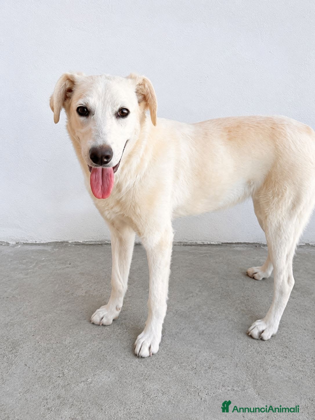 Meticcio cani GRECIA - Annuncio 24