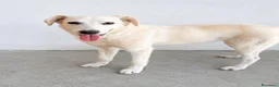 Meticcio cani in regalo: GRECIA - Annuncio 1