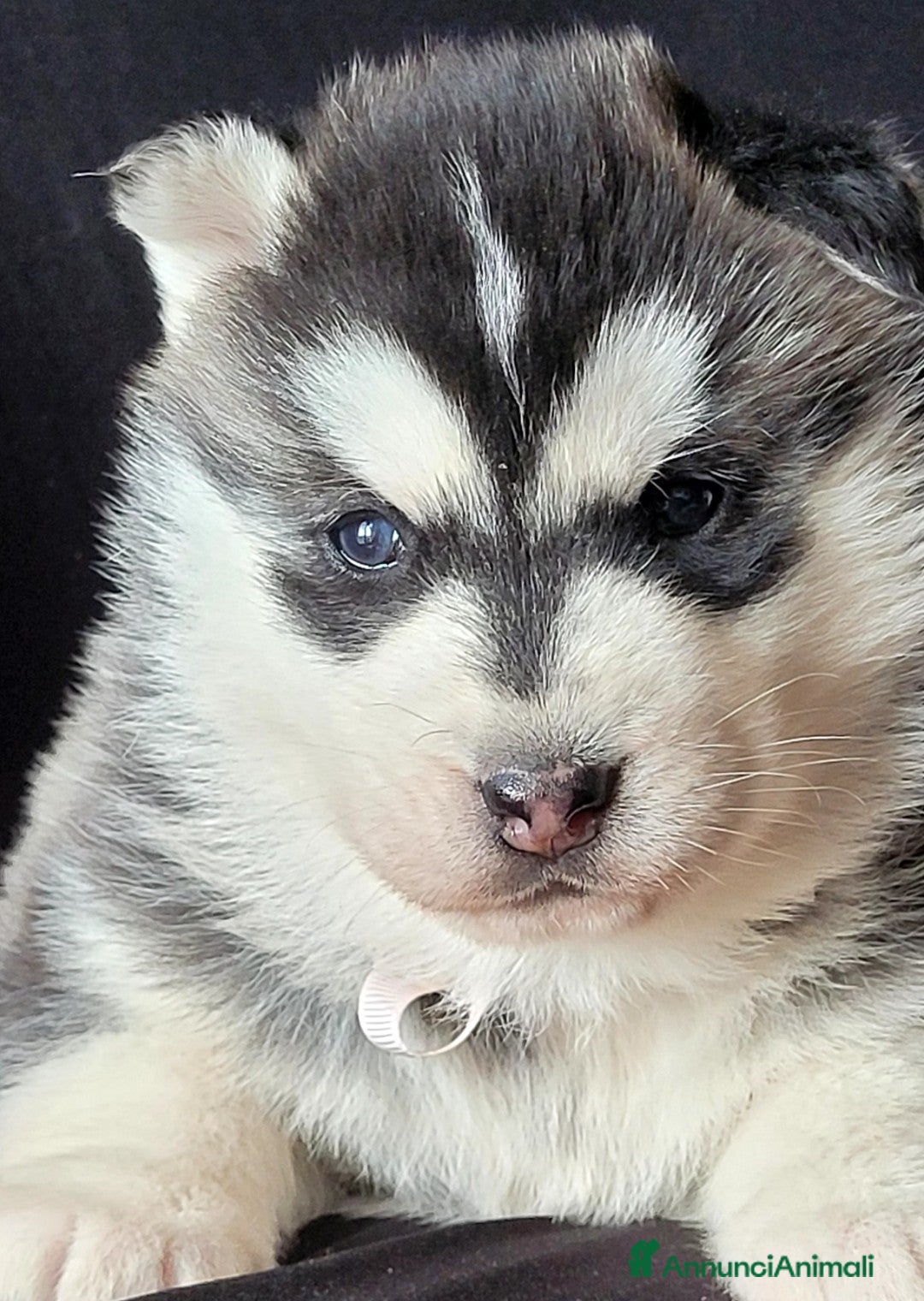 Husky cani SIBERIAN HUSKY CUCCIOLATA CON PEDIGREE  - Annuncio 1