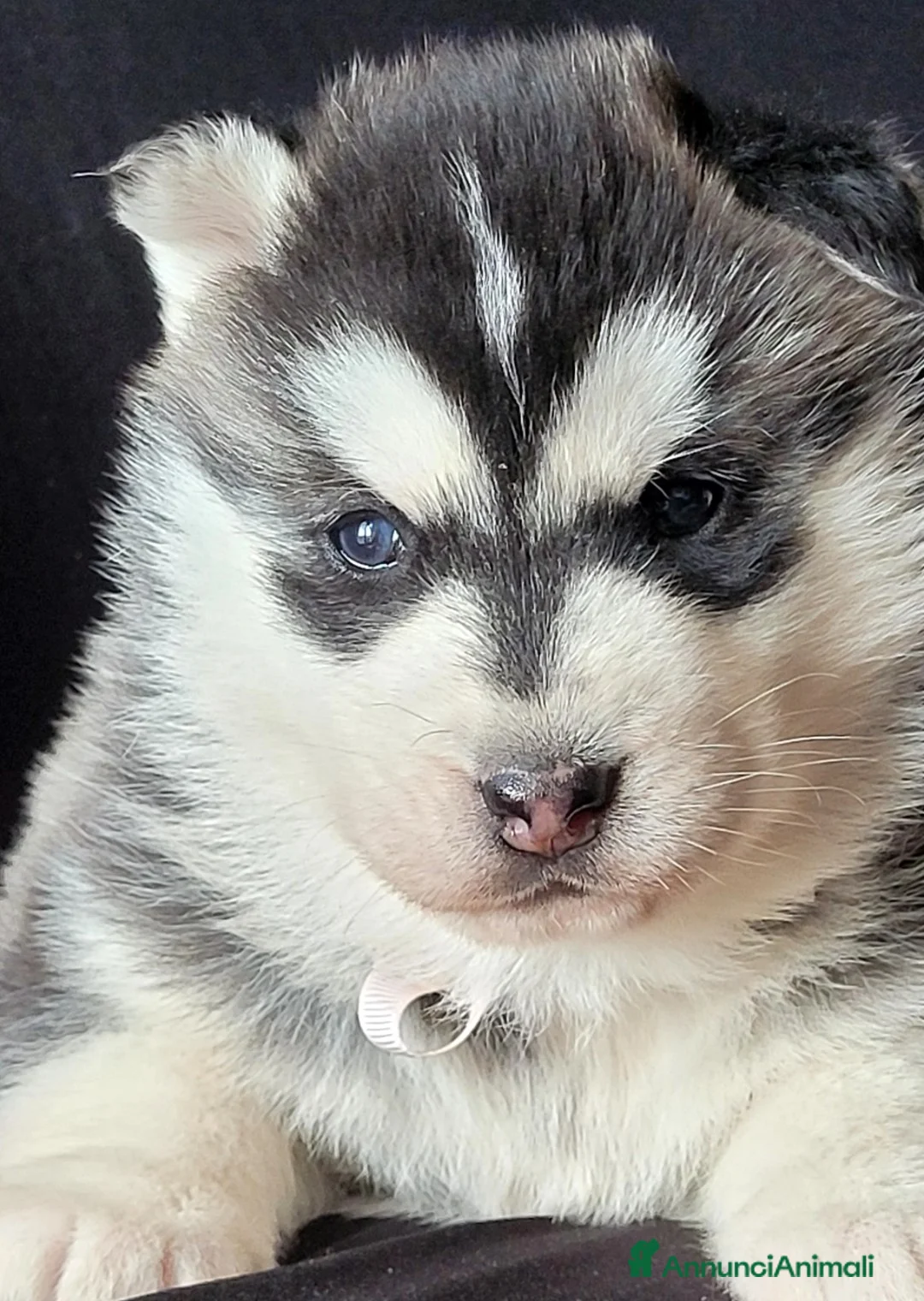 Husky cani in vendita: SIBERIAN HUSKY CUCCIOLATA CON PEDIGREE  - Annuncio 1
