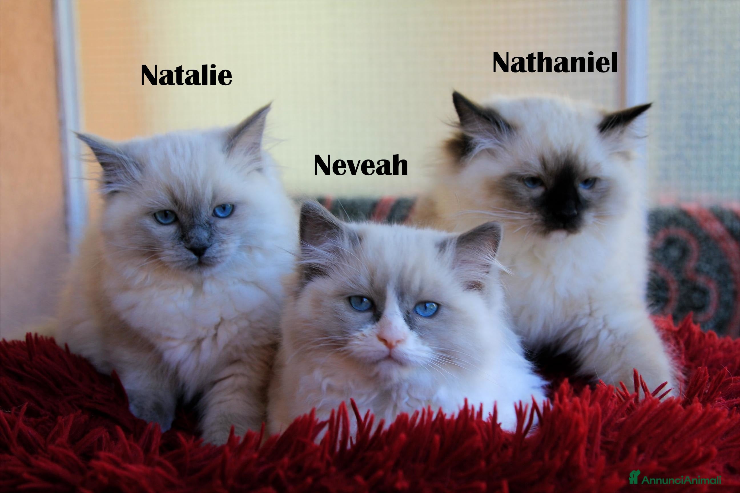 Ragdoll gatti cuccioli razza ragdoll con pedigree ANFI - Annuncio 15